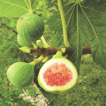 Ficus carica Brun Kalkun - Figentræ - Hårdfør - Stedsegrøn - Lilla Frugt - 2 Planter - 15cm Potte - Højde 50cm