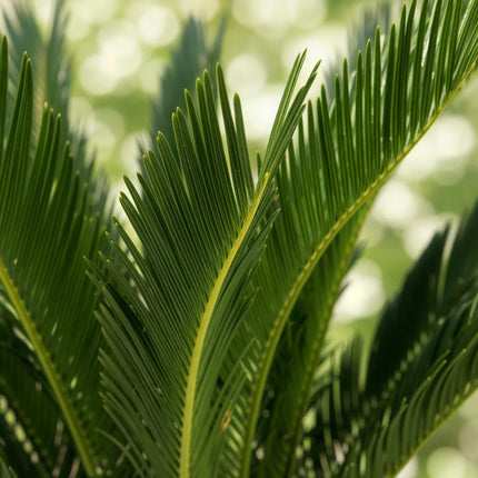 Cycas revoluta - Palm fern - ↕70cm - Ø17cm
