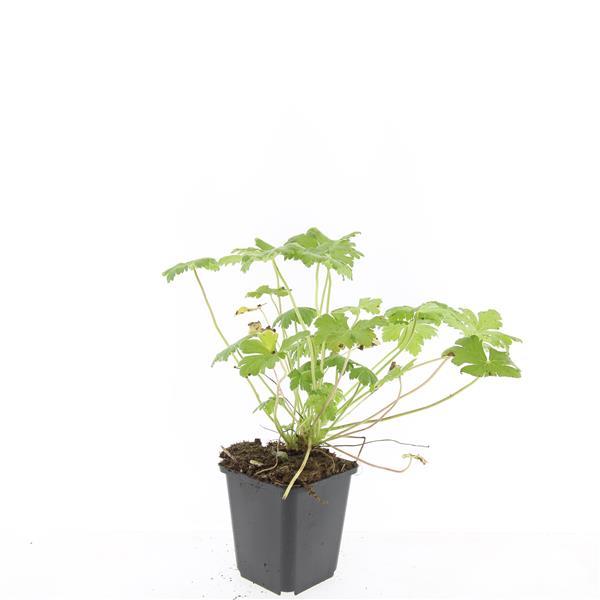 Geranium 'Tiny Monster' - Ooievaarsbek - ↕10-25cm - Ø9cm - 24x