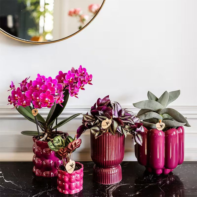 Kolibri Orchids | Plantenset Cotton Paars - Paarse Phalaenopsis Orchidee Blossom Chamonix, Succulenten & Calathea Makoyana