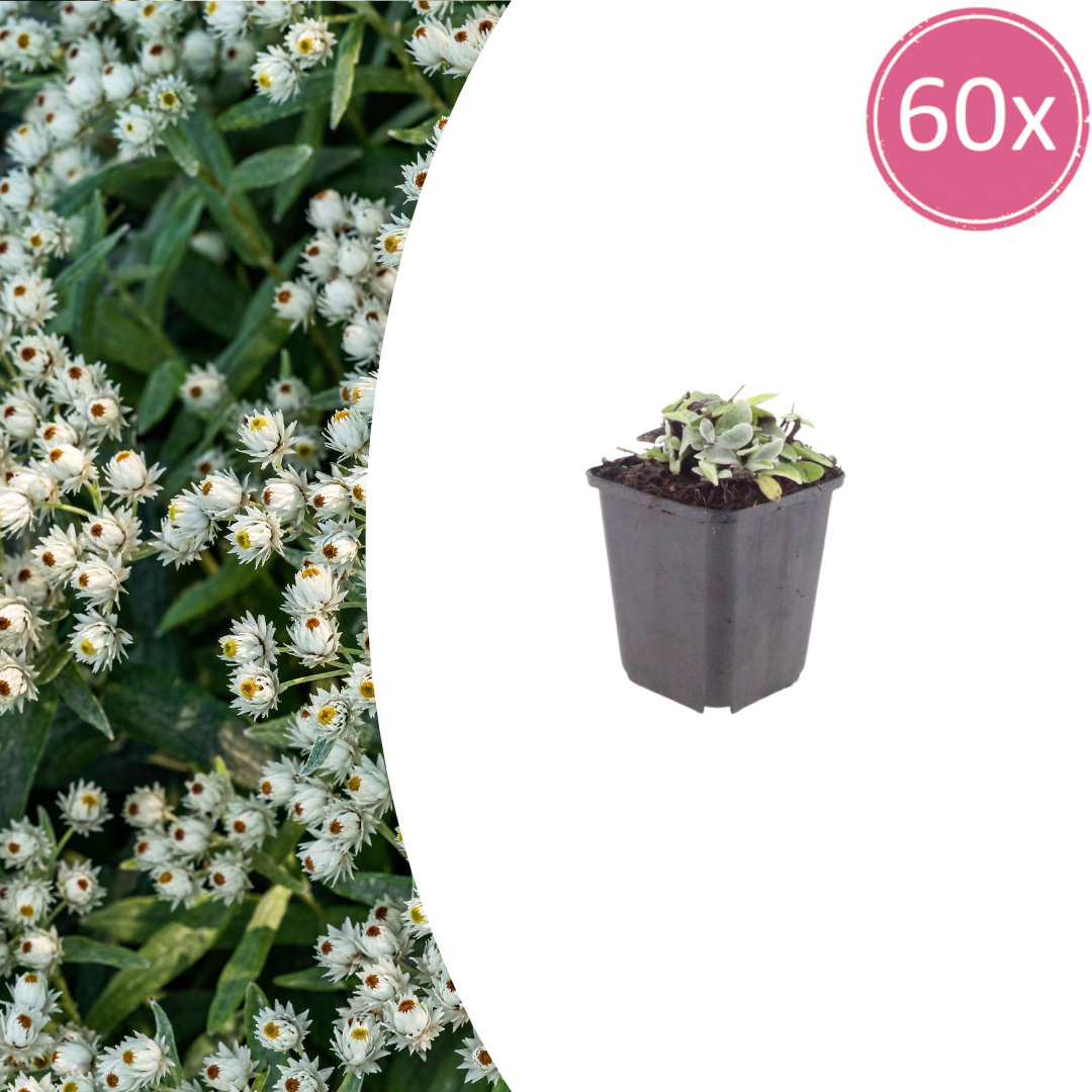 Edelweiss De Sibérie (Anaphélis Triplinervis)