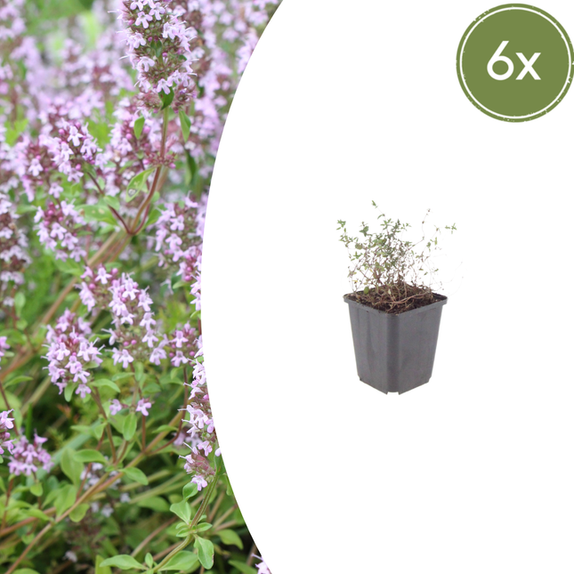 Thymus vulgaris - Echte Tijm - ↕10-25cm - Ø9cm - 6x