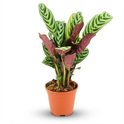 Ctenanthe Burle-Marxii - ↕35-40cm - Ø14cm
