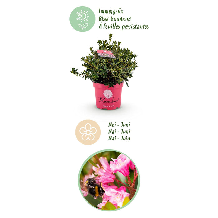 Dwerg Rhododendron - Rhododendron Bloombux Magenta - Bloeiende Buxus - Roze Bloem - ↕45-55cm - Ø23cm - 2x