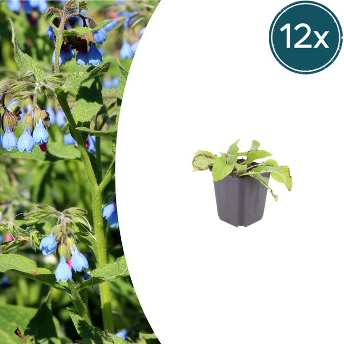 Symphytum grandiflorum 'Wisley Blue' - Smeerwortel - ↕10-25cm - Ø9cm - 12x
