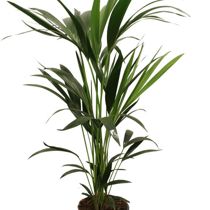 Kentia Palm - Howea Forsteriana - meerstammig - ↕100cm - Ø21cm