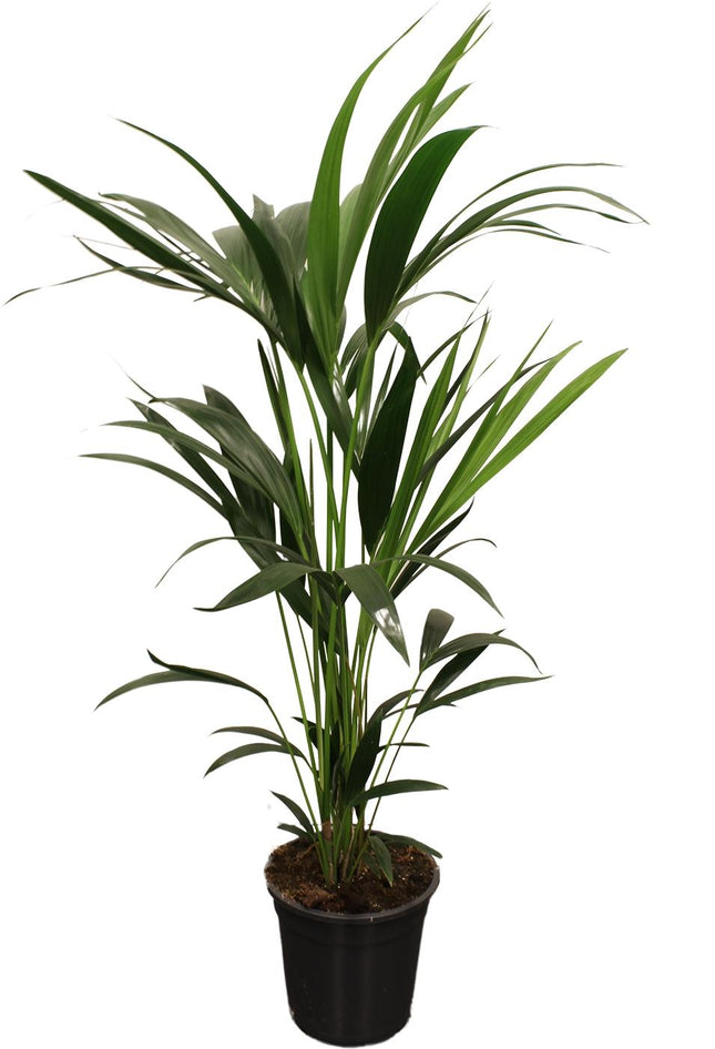 Kentia Palm - Howea Forsteriana - multi-tronc - ↕100cm - Ø21cm