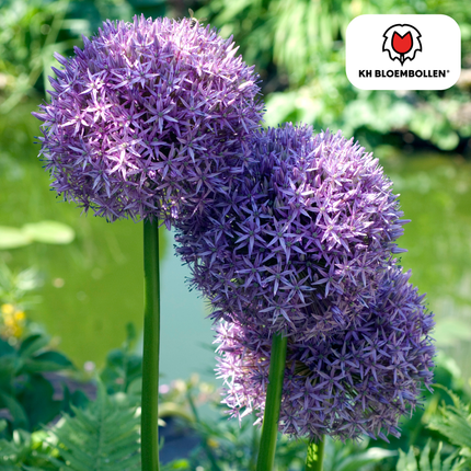 Allium Globemaster - Blomsterløg - 5x