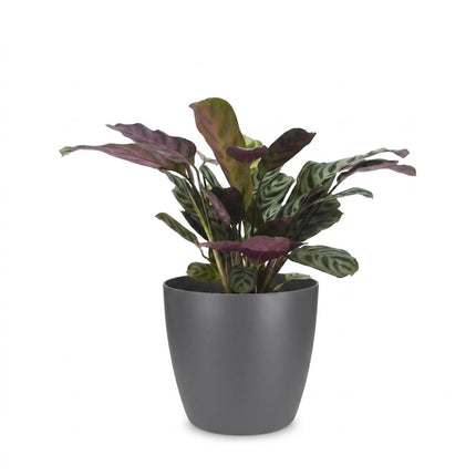 Ctenanthe Burle Marxii - Visgraatplant - met Potter Grijs - Pot 12cm - Hoogte - 30cm