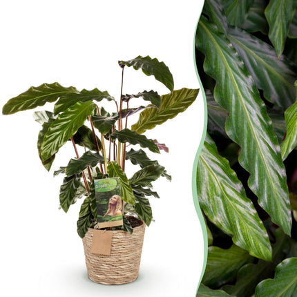 Calathea Rufibarba - Pauwen plant - met mand - ↕55-60cm - Ø17cm