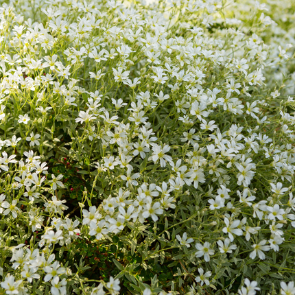Cerastium tomentosum - Viltige hoornbloem - ↕10-25cm - Ø9cm - 48x
