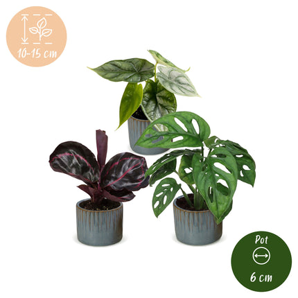 Baby Planten Jungle Mix - Diversen 3x - Tropisch - incl. Linnea Misty Blue - Ø6cm - ↕10-15cm