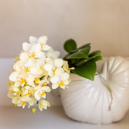 Kolibri Orchids | Gele Phalaenopsis Orchidee - Botanic Yellow in Shellfish Sierpot - Ø9 cm