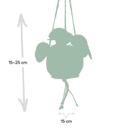 Kokodama Pilea Peperomiodes - ↕20cm - Ø15cm