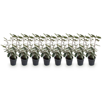 Elaeagnus ebbingei Compacta - 1 metro lineare - ↕30-35cm - Ø9cm - 8x