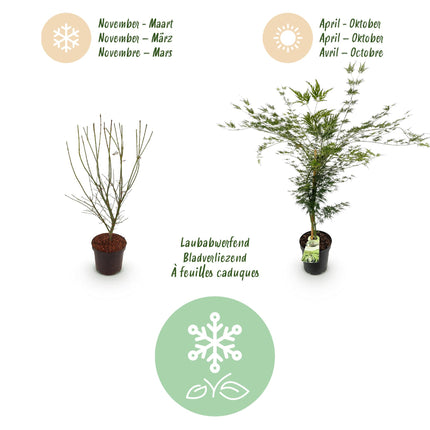 Acer palmatum Emerald Lace - Japanse Esdoorn - Groen - ↕90cm - Ø26cm