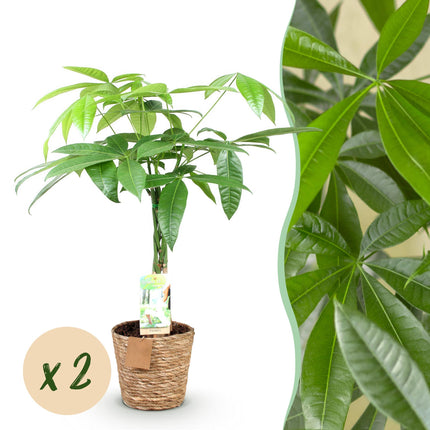 Pachira Aquatica braided trunk - Money tree - with basket - ↕60-70cm - Ø17cm - 2x