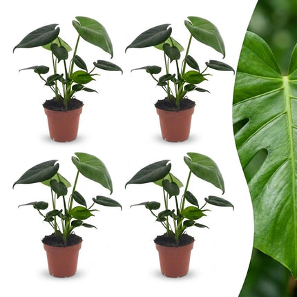 Monstera Deliciosa - Gatenplant - 4x - Pot 12cm - Hoogte - 30cm