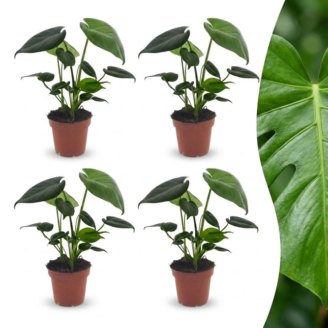 Monstera Deliciosa - Roślina doniczkowa - 4x - Doniczka 12cm - Wysokość - 30cm