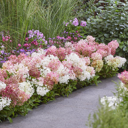 Hydrangea panniculata Groundbreaker Blush - Plume Hydrangea - Pink - ↕20-25cm - Ø14cm - 2x