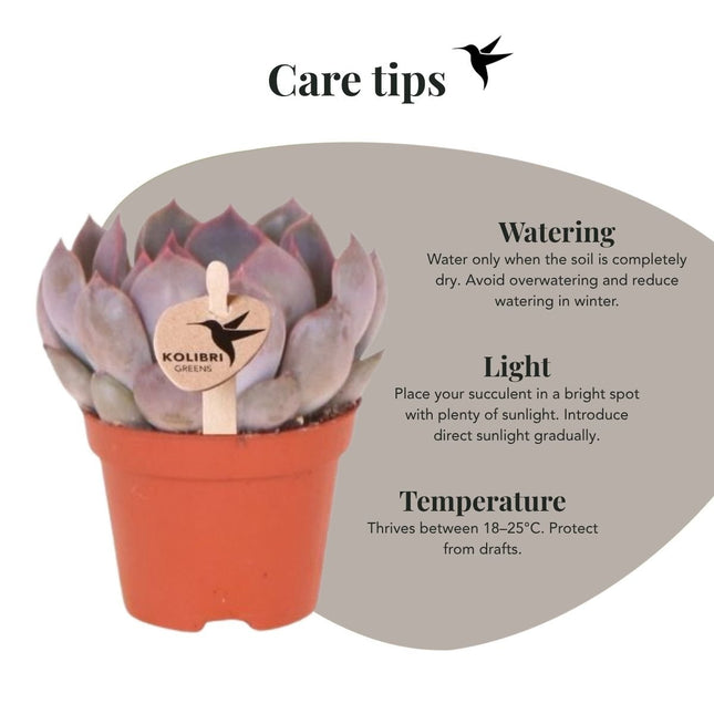 Echeveria Summer - vetplant - Kolibri Greens - Ø6cm