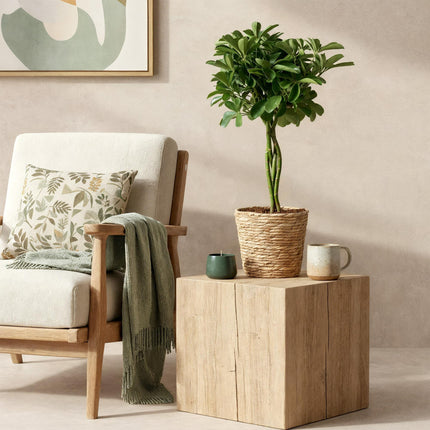 Schefflera Nora – Fingerbaum – ↕70–80 cm – Ø21 cm