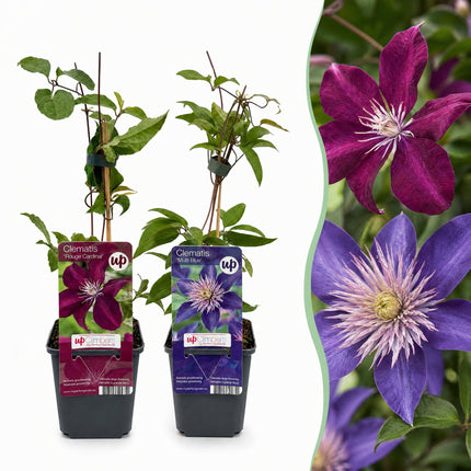 Clematis Duo Blue & Red - Bosrank Duo Blauw & Rood 6x - Blauw - Rood - Klimplant - Ø9cm - ↕35cm