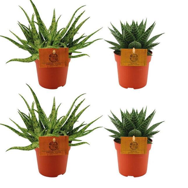 Aloe Spider 2x + Gasteria Hybrid Aurora 2x - ↕10cm - Ø10.5cm - 4x