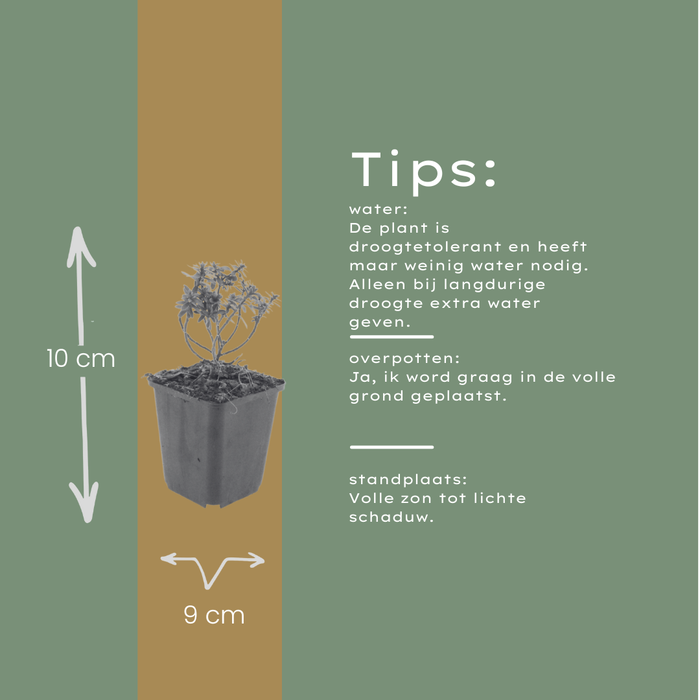 12x Iberis semp. 'Schneeflocke' - ↕10-25cm - Ø9cm
