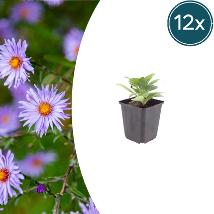 Aster frikartii 'Monch' - Autumn Aster - ↕10-25cm - Ø9cm - 12x