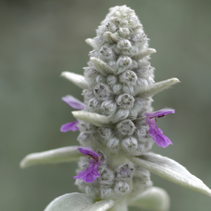 Stachys byzantina - Ezelsoor - ↕10-25cm - Ø9cm - 12x
