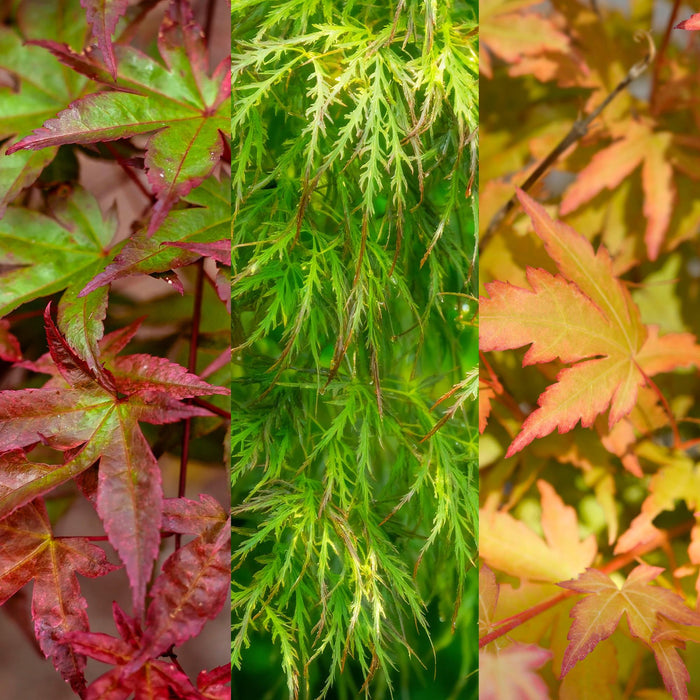 Japanse Esdoorn - Acer Palmatum Tricolour - Rood-Groen-Oranje - ↕35cm - Ø12cm - 3x