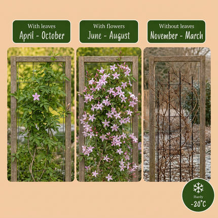 Jasminum stephanense - Roze jasmijn 4x - Roze - Klimplant - Ø9cm - ↕35cm
