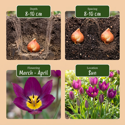 200x Tulipa Persian Pearl - Bloembollen - Tulipa Persian Pearl - Paars - Voorjaarsbloeier - Bolmaat 6/7