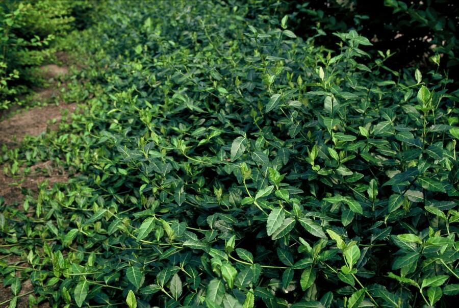 Euonymus fortunei 'Dart's Blanket' - Japanse Kardinaalsmuts - ↕10-25cm - Ø9cm - 40x