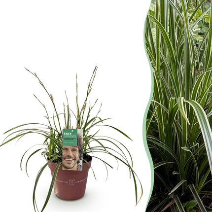 Carex morrowii Ice Dance - Blanc et vert - ↕50cm - Ø17cm