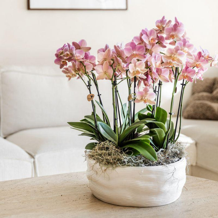Kolibri Home | Como sierpot incl. watergeefsysteem - 3x Ø12cm