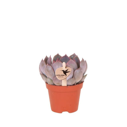 Echeveria Summer - vetplant - Kolibri Greens - Ø6cm