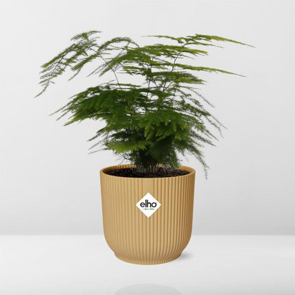 Asparagus Setaceus 'Plumosus' in yellow elho Vibes Fold Ø14cm