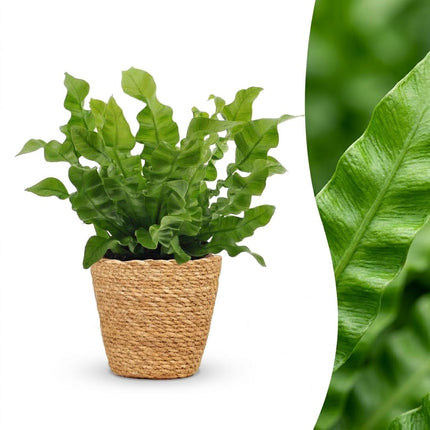 Asplenium Crispy Wave - Asplenium Crispy Wave - met Mand - Pot 12cm - Hoogte - 30cm