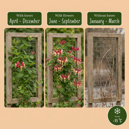 Lonicera per. 'Serotina' - Kamperfoelie 4x - Paars - Geel - Klimplant - Ø9cm - ↕35cm
