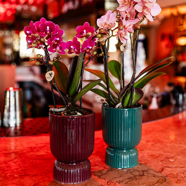 Kolibriorkideer | Lilla Chamonix-orkidé + rød Diabolo dekorativ potte | pottestørrelse Ø9 cm | blomstrende stueplante inkl. vandingsvæge