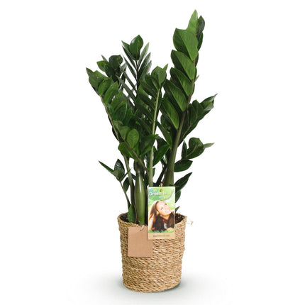 Zamioculcas - Planta ZZ - con cesta - ↕65-75cm - Ø17cm
