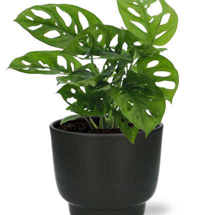 Monstera Monkey Leaf - ↕30cm - Ø12cm + Potenza Pot D13x11cm - Sort