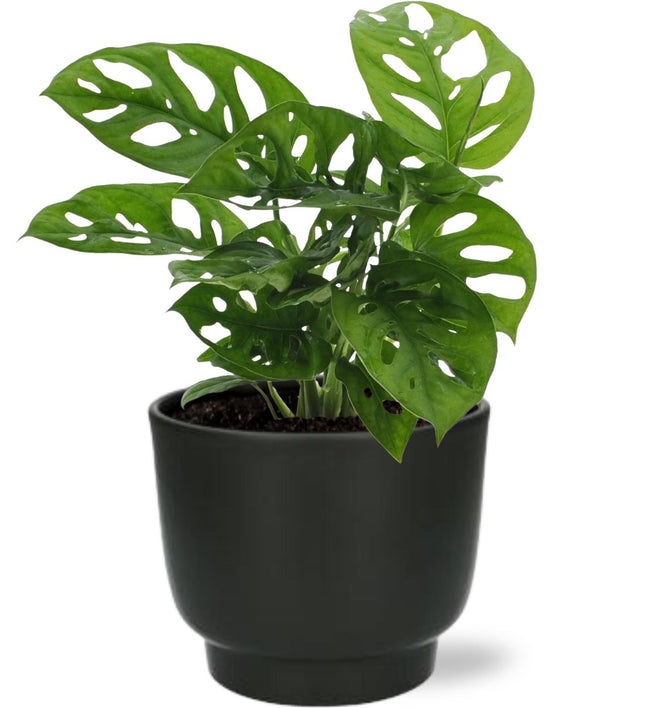 Monstera Monkey Leaf - ↕30cm - Ø12cm + Vaso Potenza D13x11cm - Nero