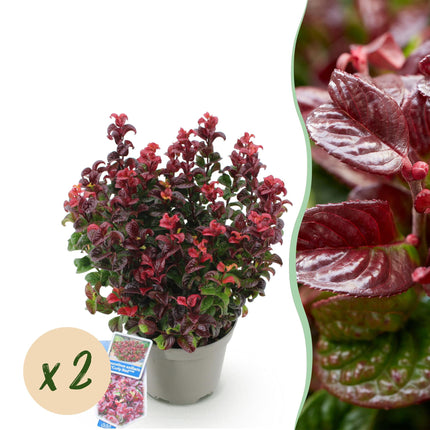 Leucothoe Curly Red - Rood - 2 Planten -  Groenblijvend - Weinig Onderhoud - Pot 17cm Hoogte 40cm