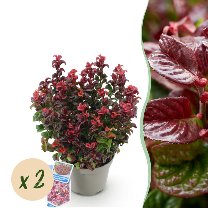 Leucothoe Curly Red - Rood - 2 Planten -  Groenblijvend - Weinig Onderhoud - Pot 17cm Hoogte 40cm