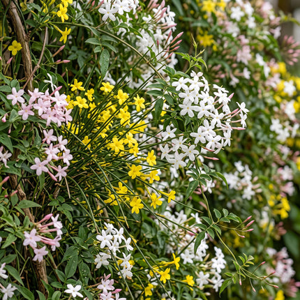 Jasminum Tricolour - Driekleurige jasmijn 9x - Geel - Wit - Roze - Klimplant - Ø9cm - ↕35cm