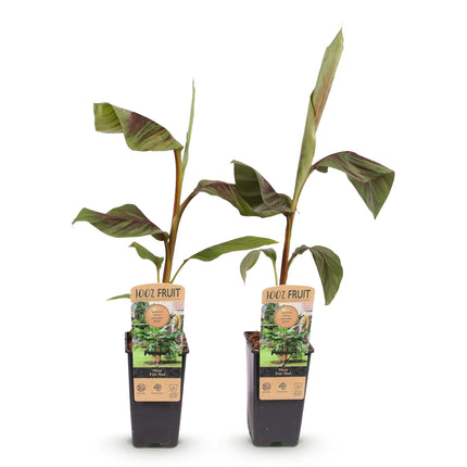 Japanse vezelbanaan - Musa Ever Red - ↕50cm - Ø15cm - 2x