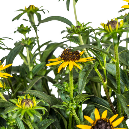 Rudbeckia Fulgida Little-Goldstar - ↕45-60cm - Ø19cm